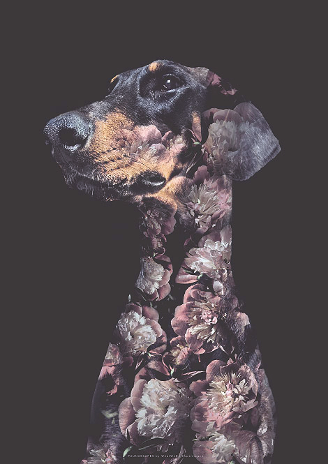 Faunascapes Flower Portrait Doberman Dog
