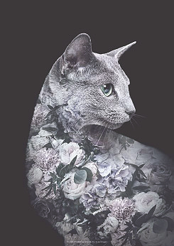 Faunascapes Silver Cat Flower Portrait Art Print