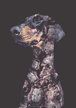 Faunascapes Doberman Dog Flower Portrait Art Print