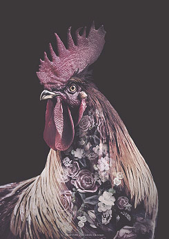 Faunascapes Burgundy Rooster Flower Portrait Art Print